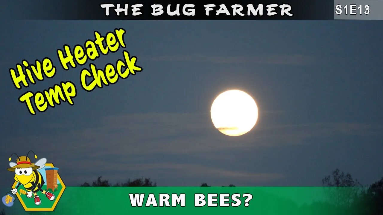 Quick Hive Temperature Check -- Is the beehive heater working and do the bees like the warm temp?