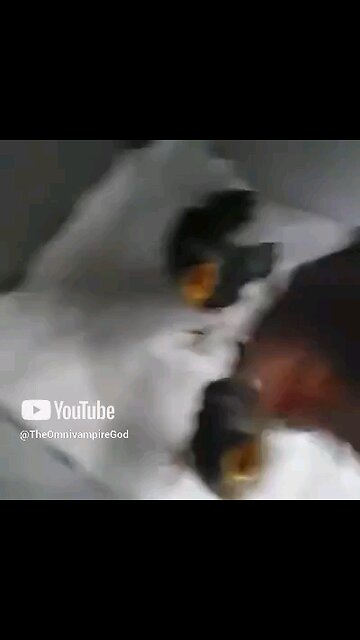 rescued mockingbirds