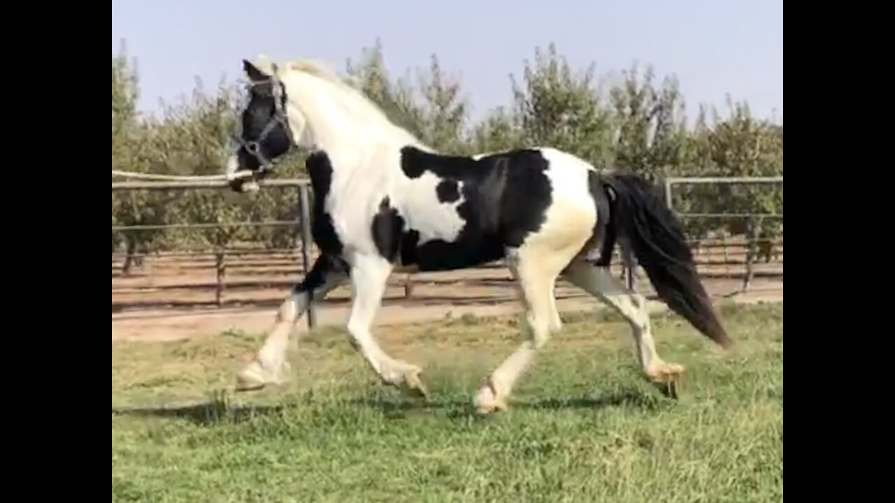 Splash aka: CA Wildfire Gypsy Spirit