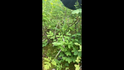 Alaska berry picking