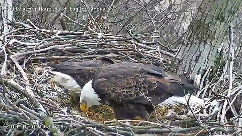 Hays Eagles Mom Eats a Nestover Rabbit Bone 31123 1008AM