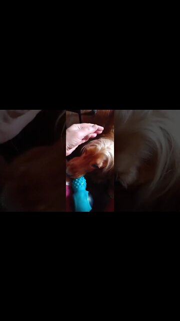 #dogshow, #amimals, #dogs, #shorts