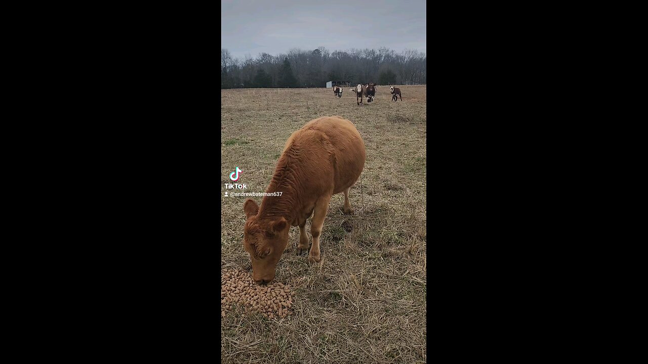 Happy cows and calves.