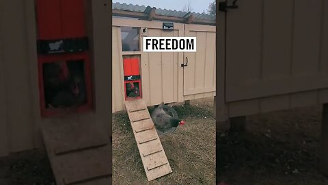 Automated Chicken Coop Door Failure