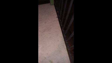 Dog view