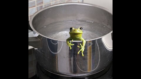 Frog in a pot