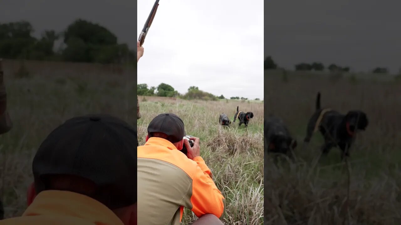 Taking Photos Of Pointing Dogs