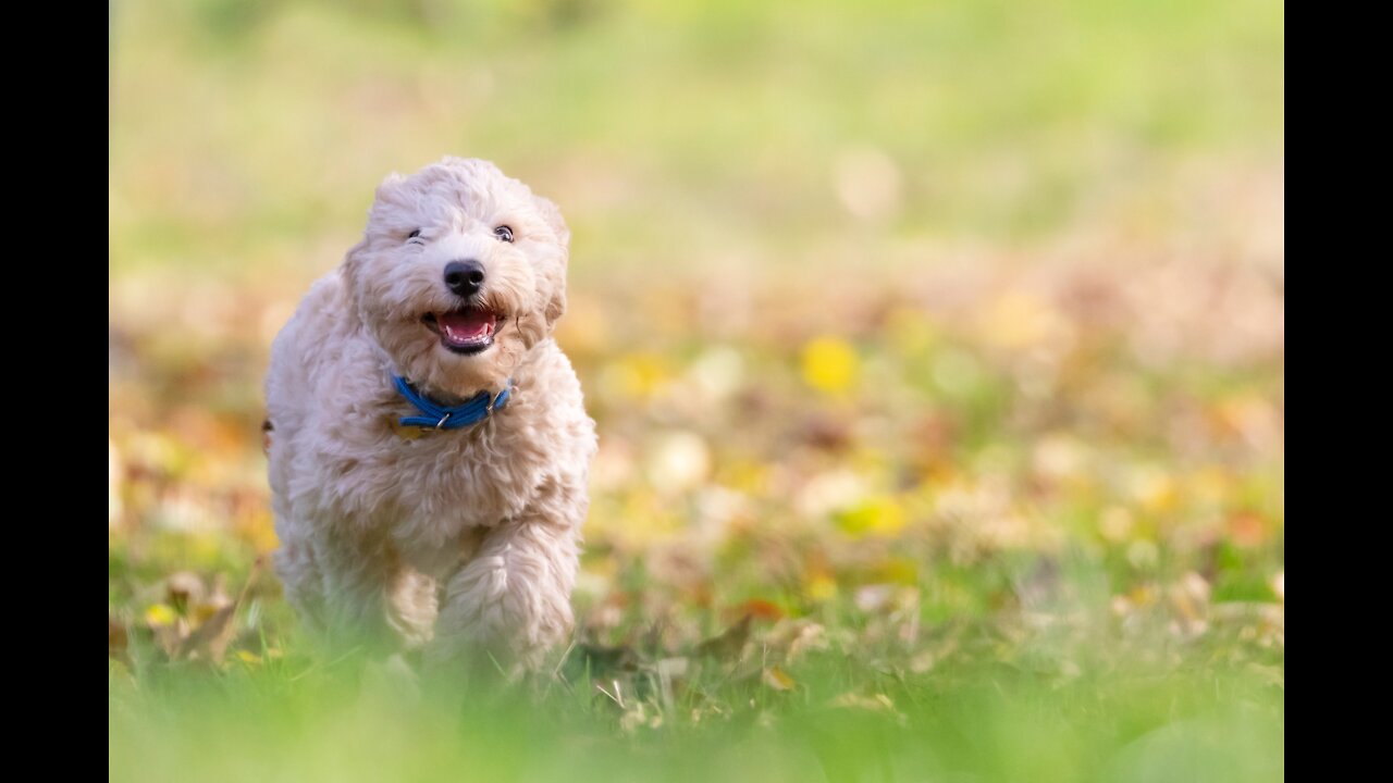 SO CUTE - AN INDEPENDENT POODLE