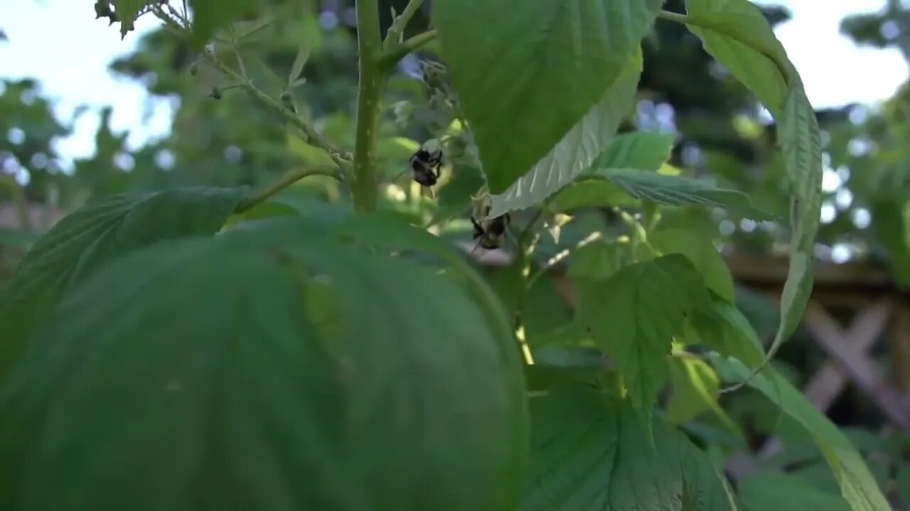 Beachfront B Roll Bees Pollinating Clip 4 Free to Use HD Stock Video Footage