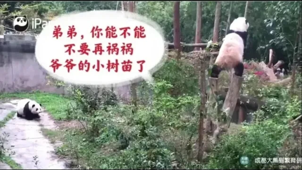 4.13临近下班前小叶子又在打小树苗的主意了,花花气得想打弟弟!#ipanda #大熊猫 #花花 #小柒V5 #huahua #霸王花 #花花的日常