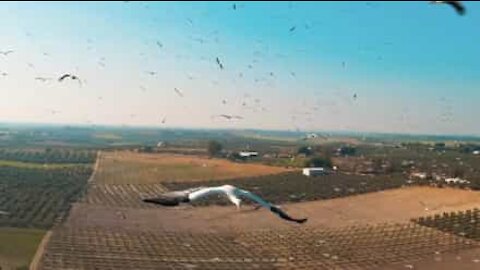 Drone flies among dozens of storks