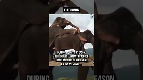 This is how ELEPHANTS mate.. #elephants #animalfacts #matingseason