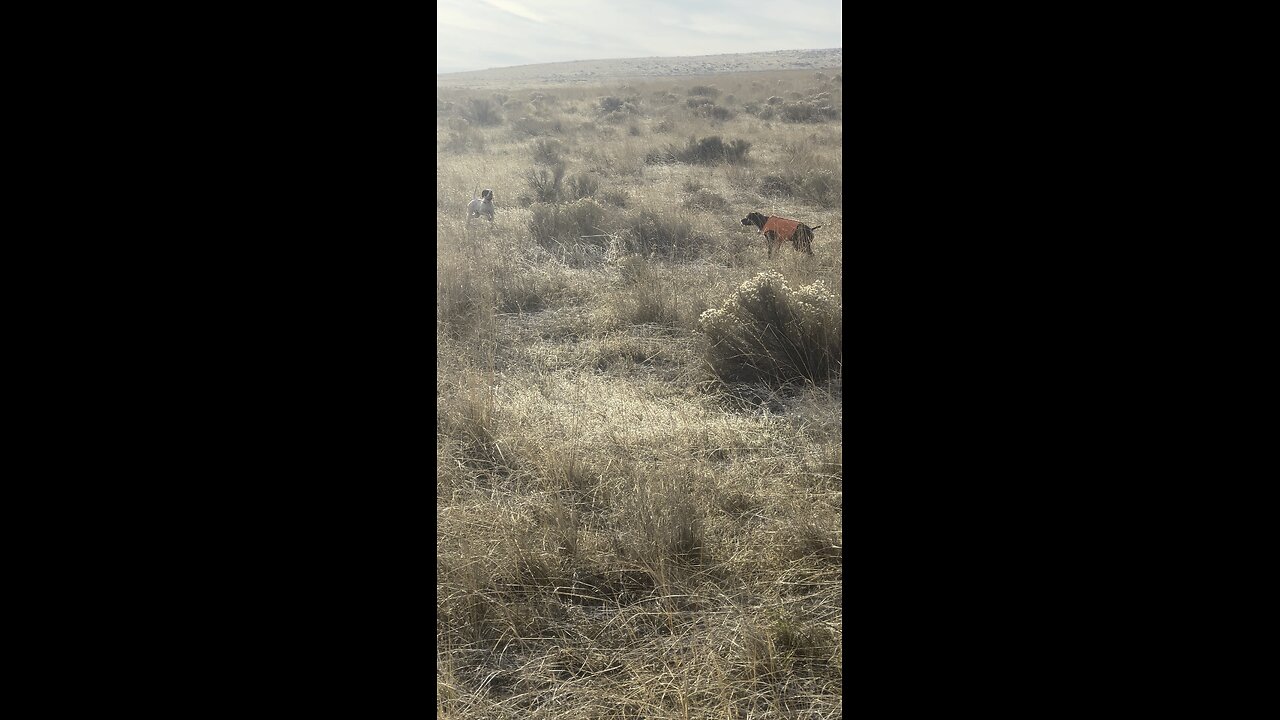 Chukar hunt