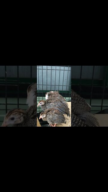 Guinea fowl keets preening - 6 weeks old