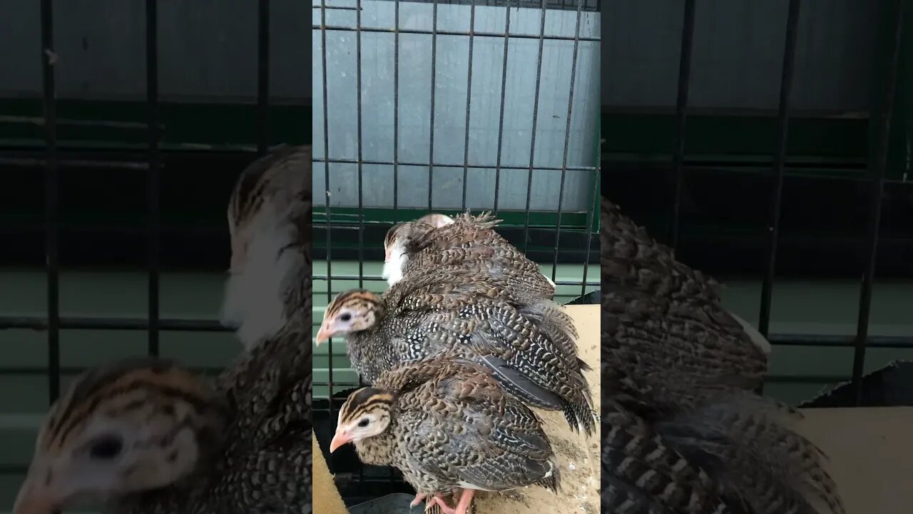 Guinea fowl keets preening - 6 weeks old