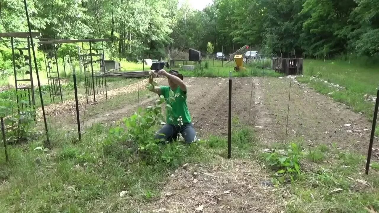 Tying Up Grape Vines & Growing Fire Wood Pile