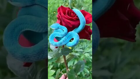 Blue pit viper