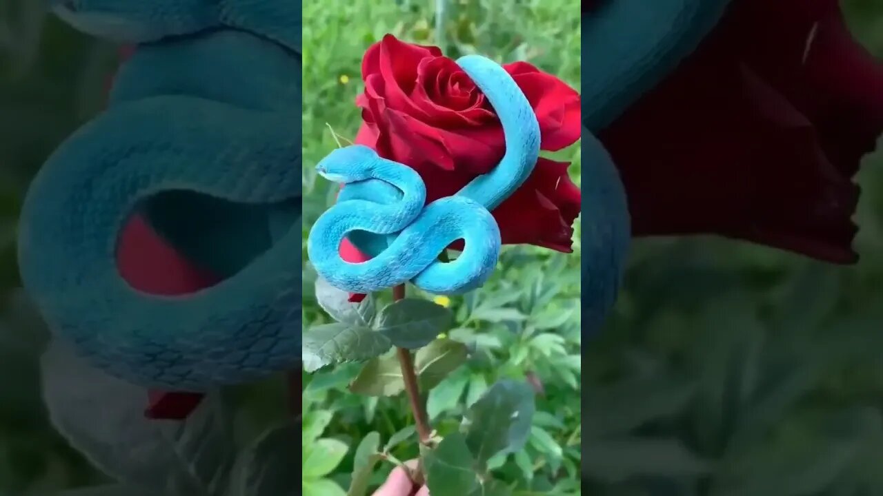 Blue pit viper