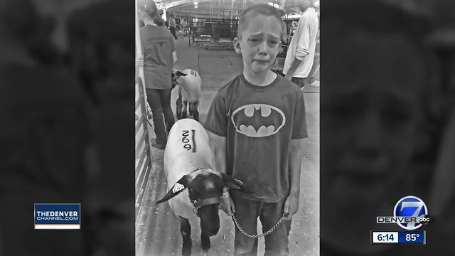 Picture of Franktown 8-year-old selling lamb at Douglas County Fair goes viral