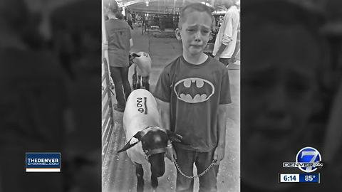Picture of Franktown 8-year-old selling lamb at Douglas County Fair goes viral