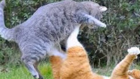 Mama Cat 🐈 Takes Back Crying Another Cats 😺 attack