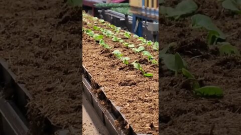 Transplanting Fall Pansies