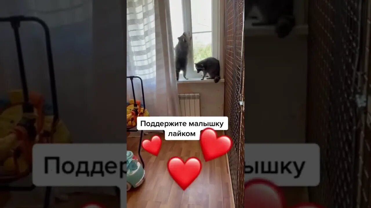 #shorts Смешные Еноты Из Тик Ток 51 Funny Tik Tok Raccoons