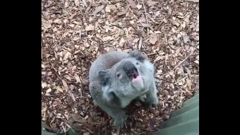 Silly Koala (Funny Animals)