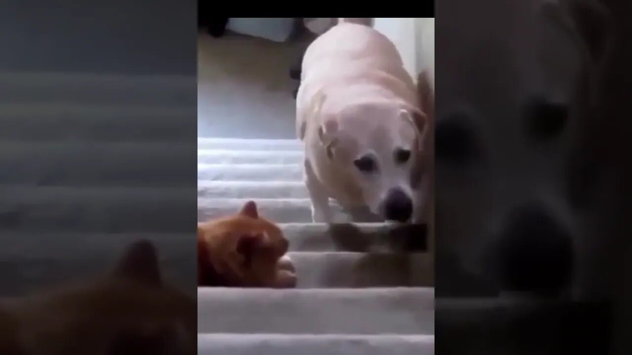 Cat interrupts dog #funnyanimals #moviequotes #cats #dogs #lordoftherings