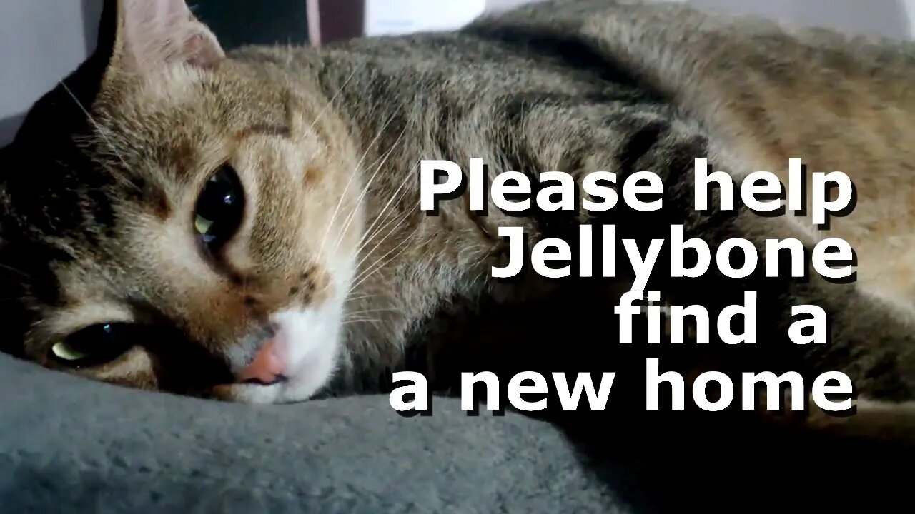 Please Help Jellybone Find a New Home --- He is a treasure!