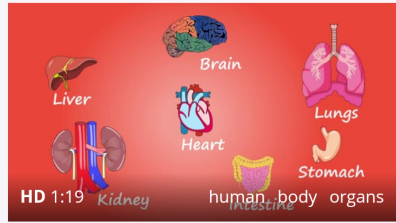 Human Body Organs