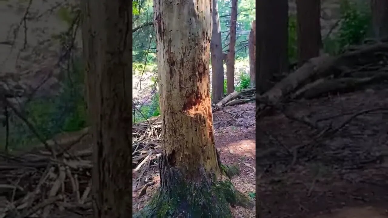 How Much Wood Could A Woodchuck Chuck If A Woodchuck Could Chuck wood? #shorts #woods #trees #trail