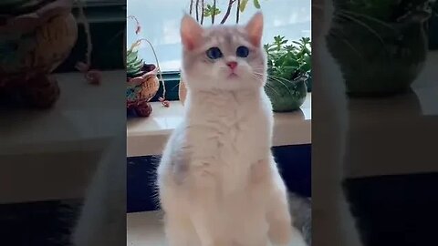 Lovely White Cat Enjoy Playing #funnyvideo #viralshorts