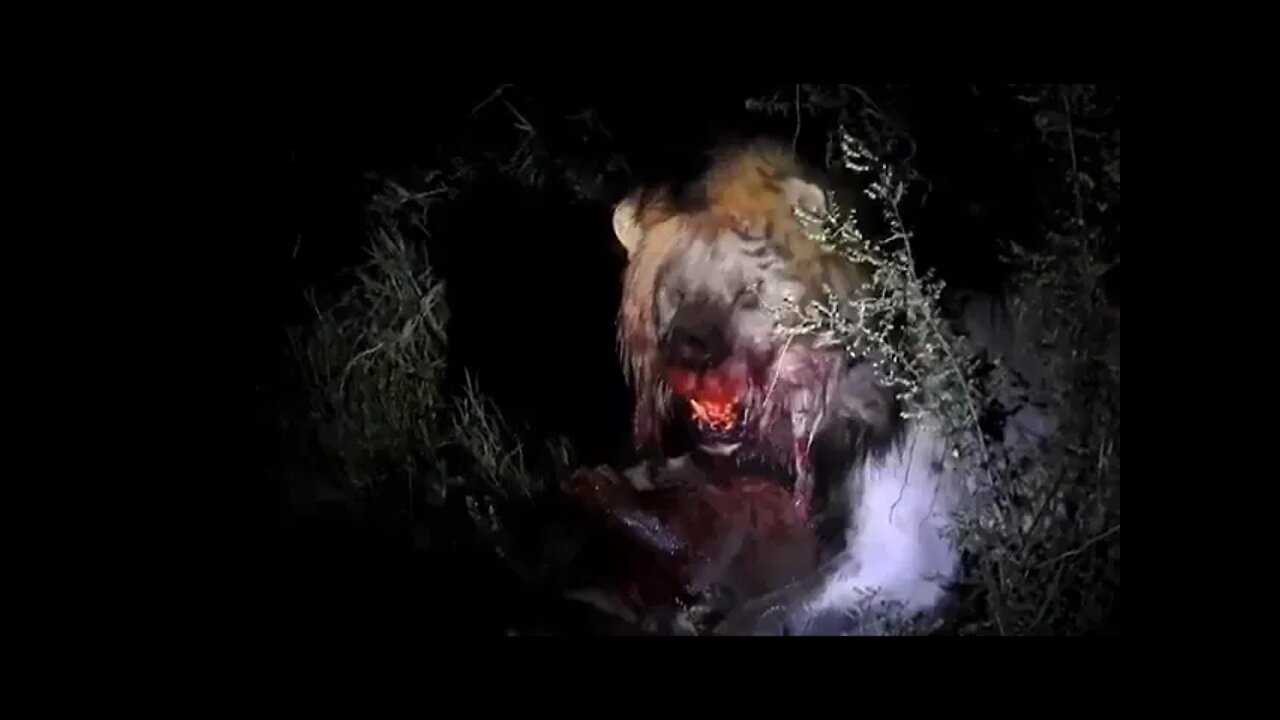 Leão Devorando sua Preza Ainda Viva