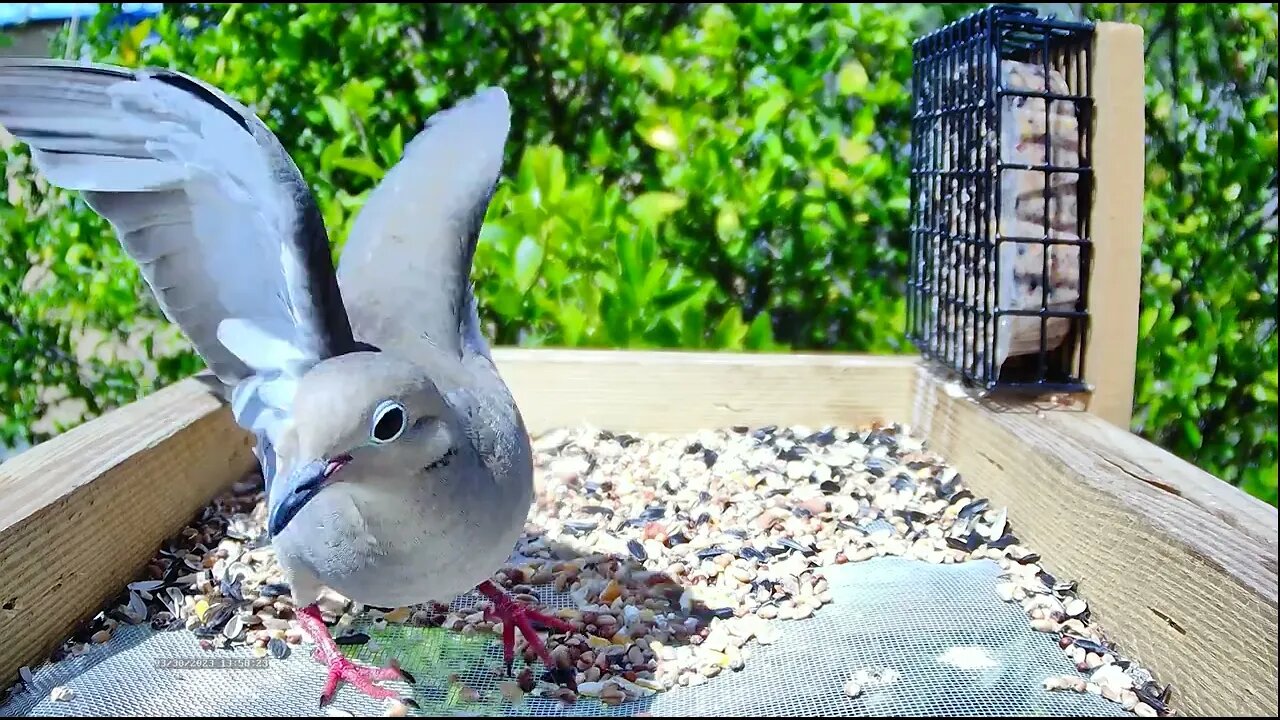 Dove Looking @ Cam 4K