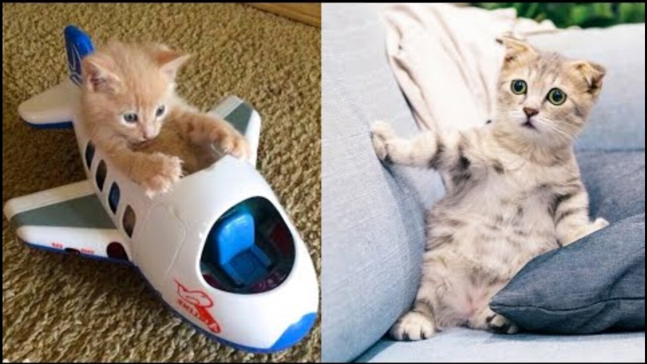 Cat Reaction to Toy - Funny Cat Toy Reaction Compilation 2021