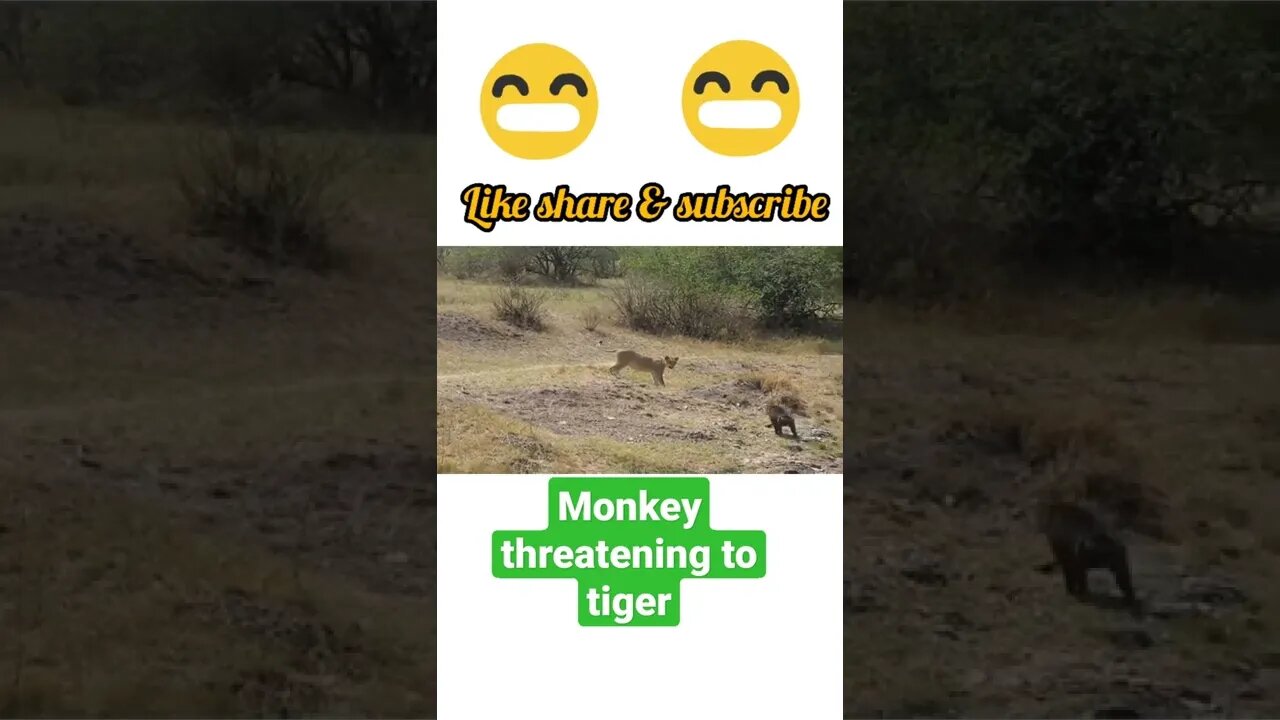 monkey 🐒 threatening to tiger$ #shorts | #youtubeshorts