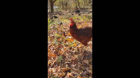 Rainfire keeping a watchful eye out for the juveniles.