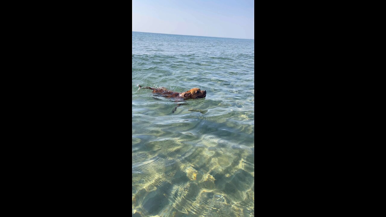 Best staffy swimmer