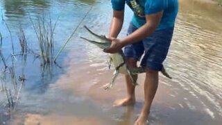 Homem captura crocodilo-de-água-doce com as suas próprias mãos