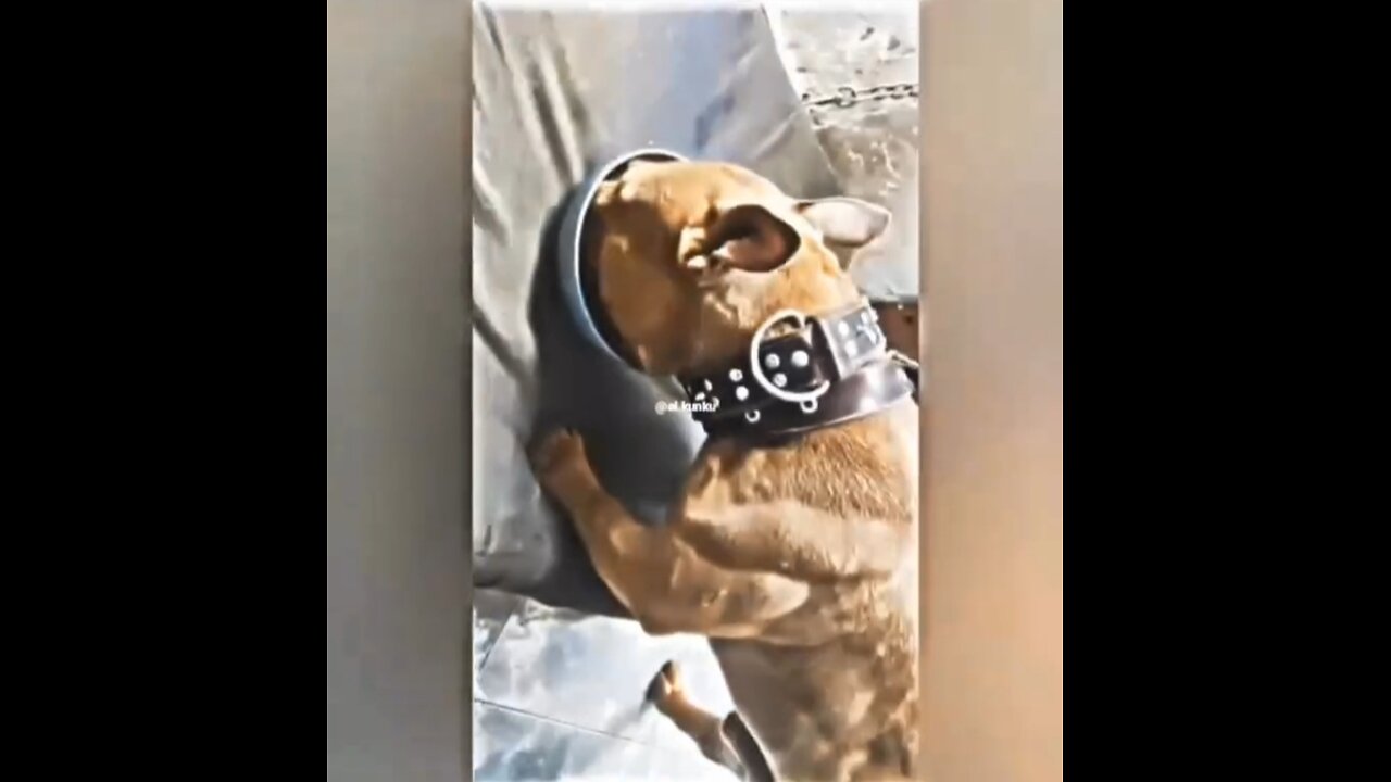 Bodybuilder dog funny 🤣🤣🤣 videos