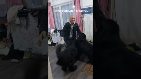 #shorts Смешные Собаки Из Тик Тока 93 Funny Dogs From Tiktok