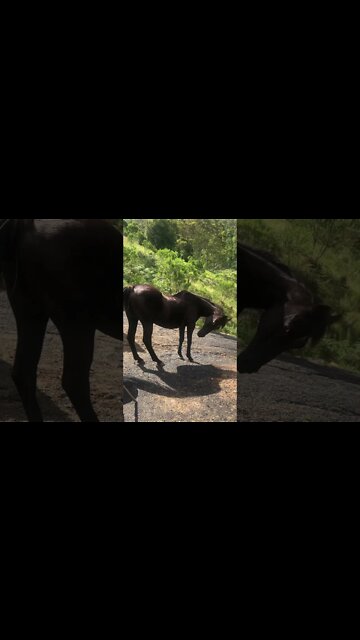 A little visit with our first rescue horse, Cleo