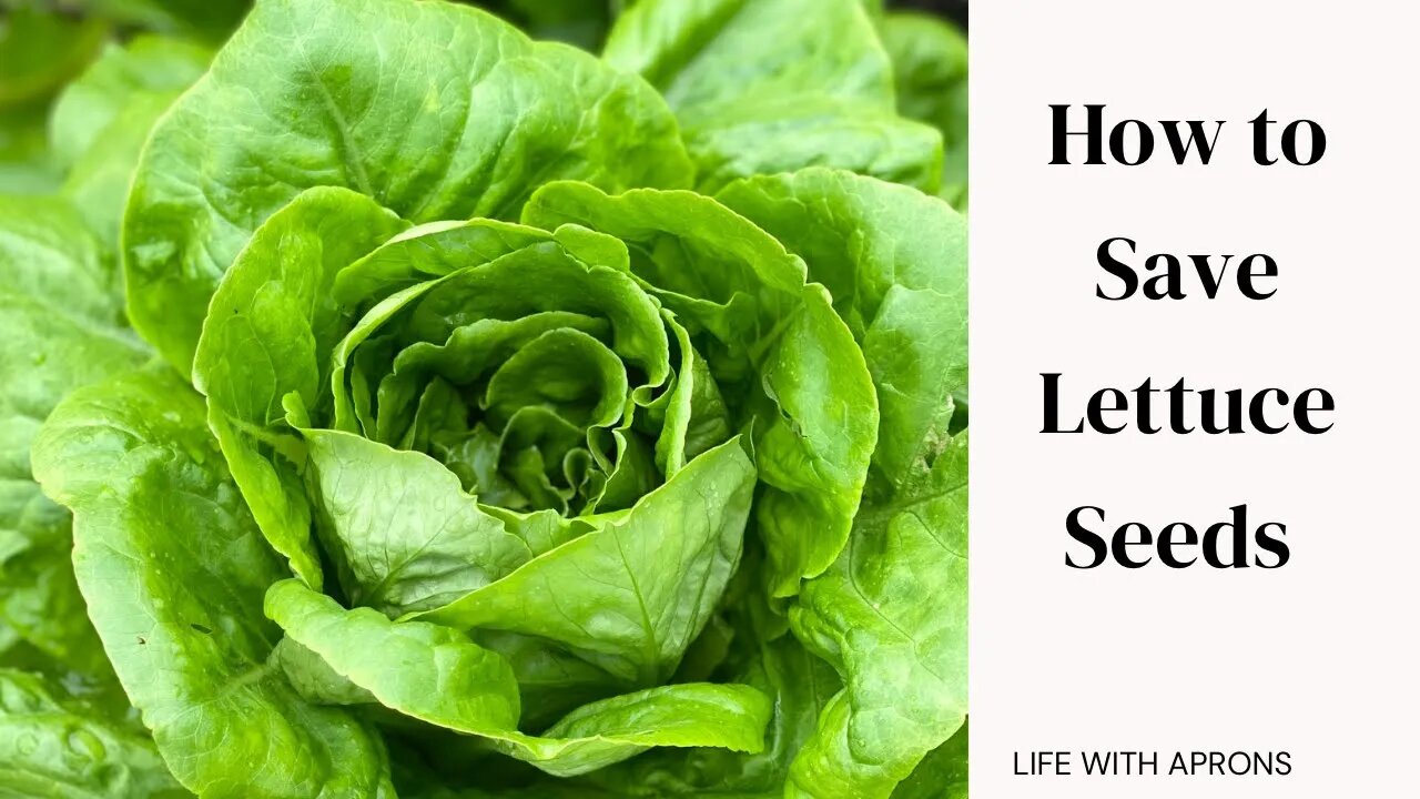 How to save lettuce seeds