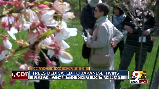 Trees dedicated to Suzu Kaneda, Japanese girl who came to CIncinnati for transplant