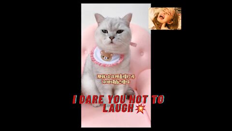 Cute Cats & Funny Animals | Try not to laugh, cats that you have never seen before