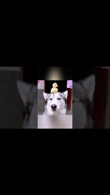 Funny And Cute Animals