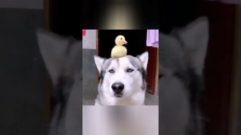 Funny And Cute Animals