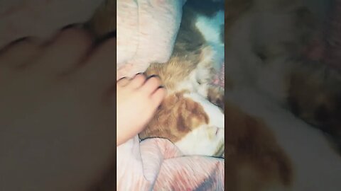 When Your Cat is In A REALLY deeeeeeeeep SLEEEEEEP!!!!! #cat #sleep #sleeping