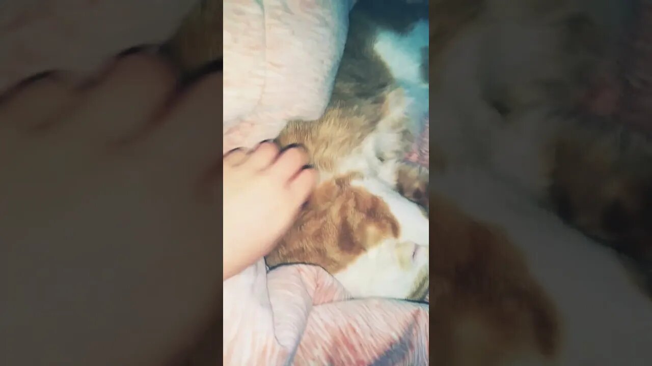When Your Cat is In A REALLY deeeeeeeeep SLEEEEEEP!!!!! #cat #sleep #sleeping